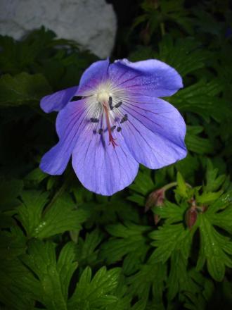 gallery_16205_2377_120771.jpg