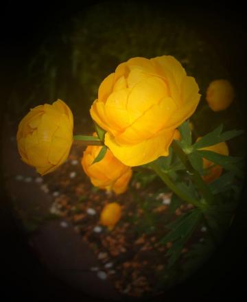 gallery_16205_2377_90817.jpg