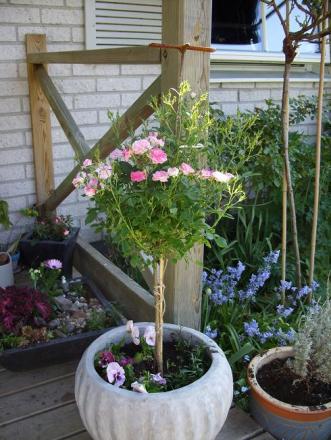 gallery_5307_2392_71456.jpg
