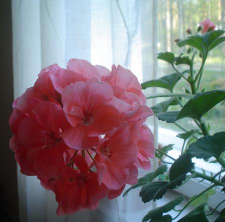 gallery_9983_1626_158398.jpg
