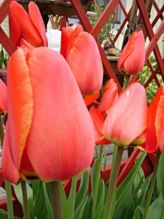 gallery_13447_1715_10331.jpg