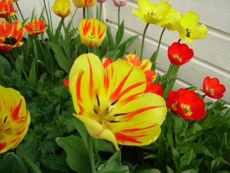 gallery_13447_1715_299931.jpg
