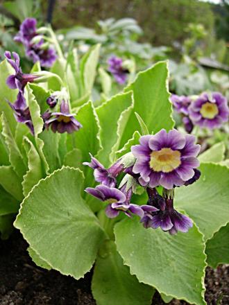 gallery_13447_1715_38734.jpg