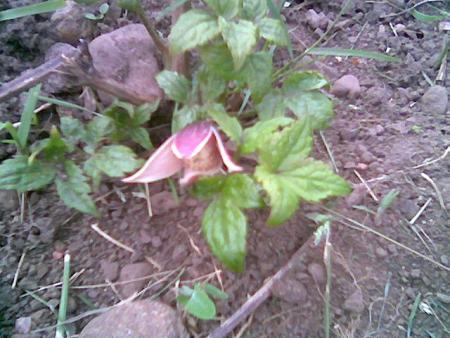 gallery_2460_1501_13551.jpg