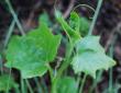 tn_gallery_2178_2310_1214.jpg