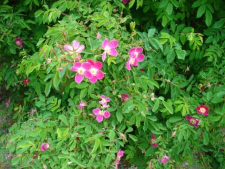 gallery_12789_2036_11441.jpg