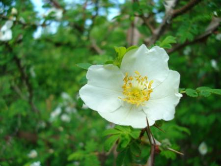 gallery_12789_2036_1437.jpg
