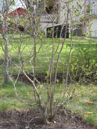 gallery_14755_2403_252510.jpg