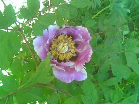 gallery_2460_1500_47324.jpg