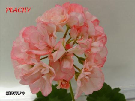 gallery_5074_2167_181131.jpg