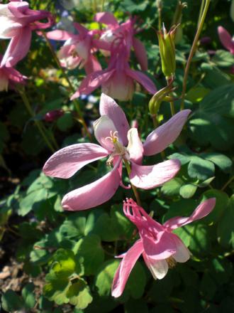 gallery_11521_2410_28208.jpg