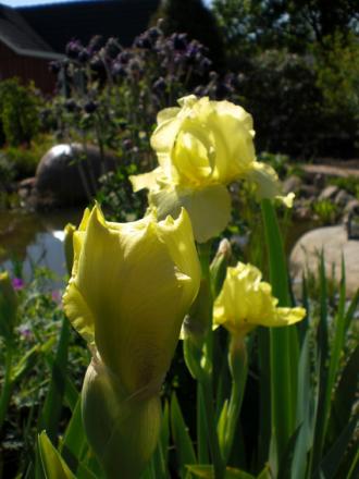 gallery_11521_2410_33547.jpg