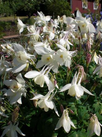 gallery_11521_2410_49917.jpg
