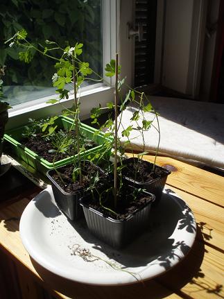 gallery_15652_2411_13113.jpg