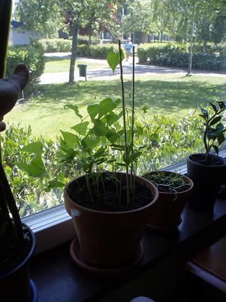 gallery_15652_2411_13376.jpg