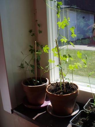 gallery_15652_2411_35271.jpg