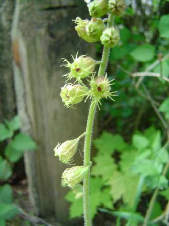 gallery_2483_2417_123141.jpg