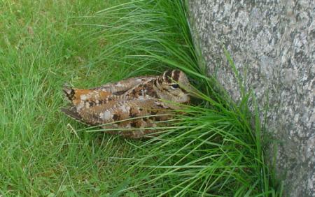 gallery_9983_35_71087.jpg