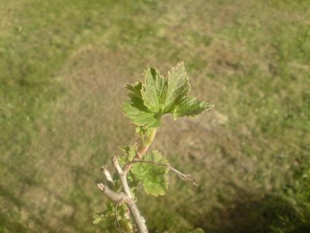 gallery_10793_2239_45529.jpg