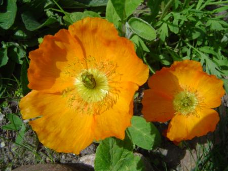 gallery_2483_2417_51779.jpg