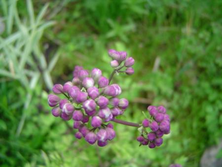 gallery_2483_2417_80500.jpg