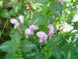 tn_gallery_2483_2417_129557.jpg