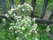 tn_gallery_2483_2417_23313.jpg