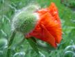 tn_gallery_2483_2417_71928.jpg