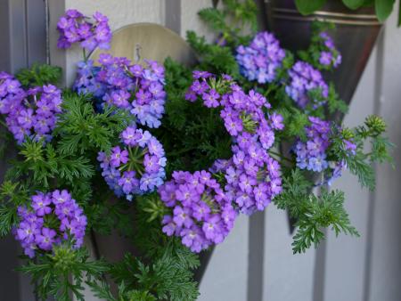 gallery_15080_2424_233736.jpg