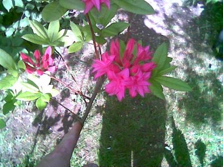 gallery_2460_1499_24777.jpg