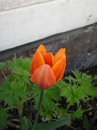 gallery_5006_2140_35398.jpg