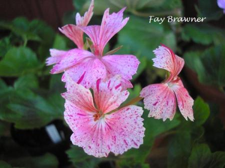 gallery_5783_2425_17990.jpg