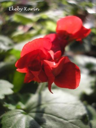 gallery_5783_2425_18780.jpg
