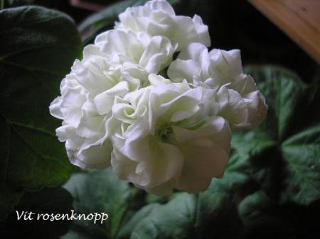 gallery_5783_2425_7742.jpg