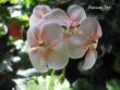 tn_gallery_5783_2425_843.jpg