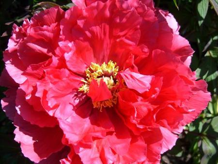 gallery_5307_535_87921.jpg