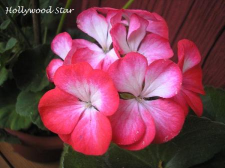 gallery_5783_2425_49077.jpg