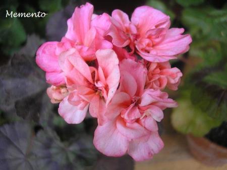 gallery_5783_2425_51467.jpg