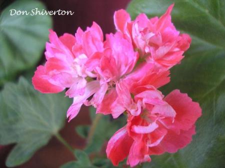 gallery_5783_2425_8553.jpg