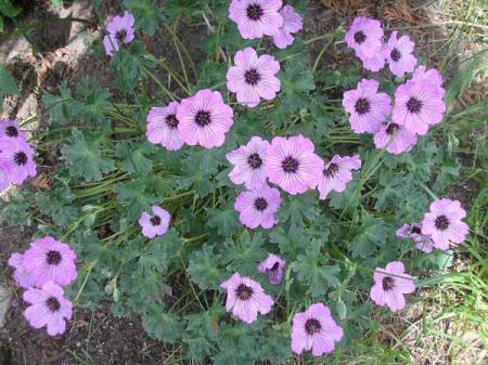 gallery_5783_2427_6381.jpg