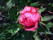 tn_gallery_5307_535_2666.jpg