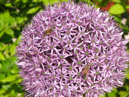 gallery_11521_2434_158147.jpg