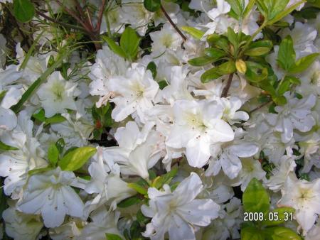 gallery_1786_950_110888.jpg