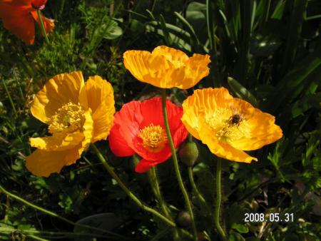 gallery_1786_950_43824.jpg