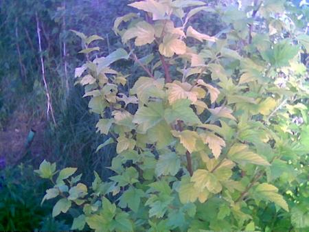 gallery_2460_2308_55700.jpg