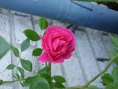 gallery_5307_2392_42209.jpg