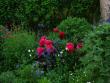 tn_gallery_100_1966_68906.jpg