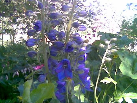 gallery_2460_1501_12688.jpg