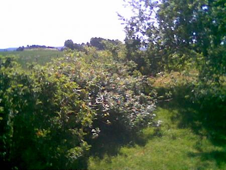 gallery_2460_1501_26602.jpg