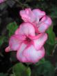 tn_gallery_5783_2273_68379.jpg
